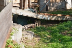 DSC08365 Silken Windsprite Welpen