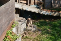 DSC08366 Silken Windsprite Welpen