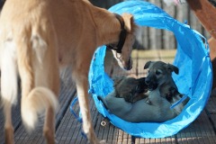 DSC08368 Silken Windsprite Welpen