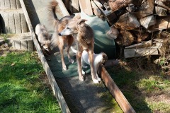 DSC08375 Silken Windsprite Welpen