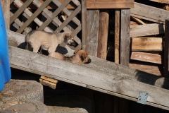 DSC08379 Silken Windsprite Welpen