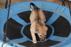 DSC08384 Silken Windsprite Welpen