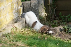 DSC08390 Silken Windsprite Welpen