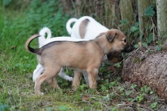 DSC08394 Silken Windsprite Welpen