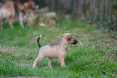 DSC08397 Silken Windsprite Welpen
