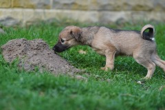 DSC08398 Silken Windsprite Welpen
