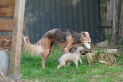 DSC08399 Silken Windsprite Welpen