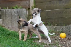 DSC08401 Silken Windsprite Welpen