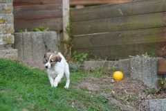 DSC08403 Silken Windsprite Welpen