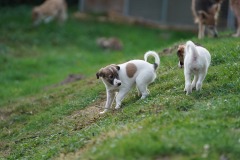 DSC08406 Silken Windsprite Welpen