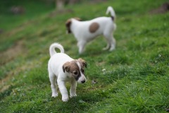 DSC08407 Silken Windsprite Welpen