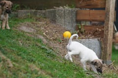 DSC08412 Silken Windsprite Welpen
