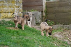 DSC08413 Silken Windsprite Welpen
