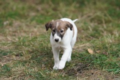 DSC08422 Silken Windsprite Welpen