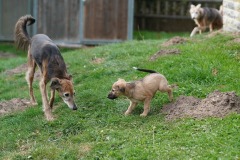 DSC08425 Silken Windsprite Welpen