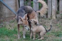 DSC08457 Silken Windsprite Welpen