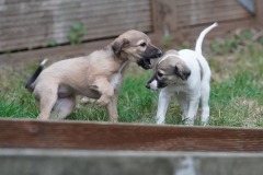 DSC08461 Silken Windsprite Welpen