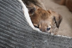 DSC08559 Silken Windsprite Welpen