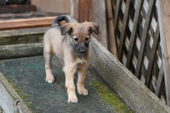 DSC08580 Silken Windsprite Welpen