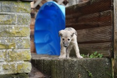 DSC08582 Silken Windsprite Welpen