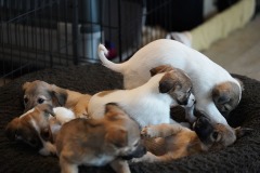 DSC08599 Silken Windsprite Welpen