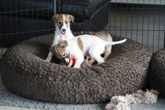 DSC08606 Silken Windsprite Welpen