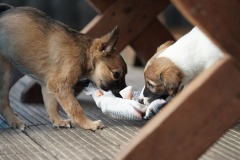 DSC08610 Silken Windsprite Welpen