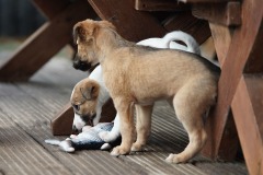 DSC08613 Silken Windsprite Welpen