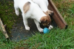 DSC08616 Silken Windsprite Welpen