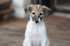 DSC08623 Silken Windsprite Welpen