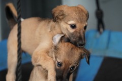 DSC08626 Silken Windsprite Welpen