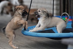 DSC08657 Silken Windsprite Welpen