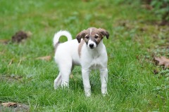 DSC08718 Silken Windsprite Welpen