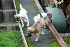 DSC08727 Silken Windsprite Welpen