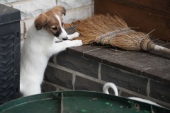DSC08788 Silken Windsprite Welpen