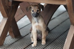 DSC08823 Silken Windsprite Welpen