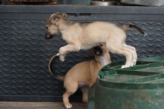 DSC08852 Silken Windsprite Welpen