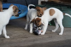 DSC08882 Silken Windsprite Welpen