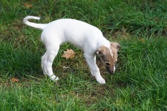 DSC08891 Silken Windsprite Welpen