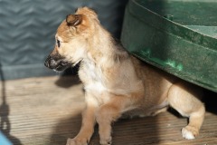 DSC08895 Silken Windsprite Welpen