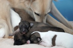 DSC07790 Silken Windsprite Welpen