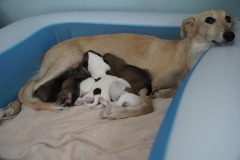 DSC07795 Silken Windsprite Welpen