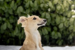 WhatsApp-Image-2026-02-05-at-17.44.57 Silken Windsprite Welpen