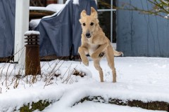 WhatsApp-Image-2026-01-26-at-17.43.48-2 Silken Windsprite Welpen