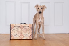 WhatsApp-Image-2026-01-26-at-17.43.48-3 Silken Windsprite Welpen