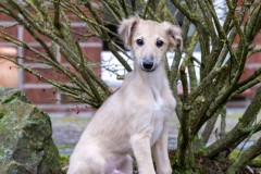 WhatsApp-Image-2025-11-12-at-15.44.42-1 Silken Windsprite Welpen