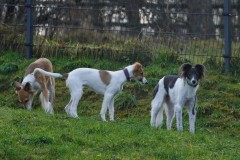 DSC07416 Silken Windsprite Welpen