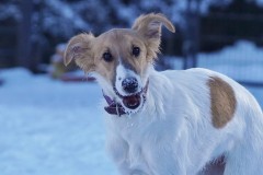 458-11.01.26 Silken Windsprite Welpen