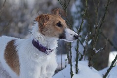 791-27.01.26 Silken Windsprite Welpen