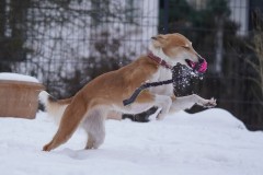 965-31.01.26 Silken Windsprite Welpen